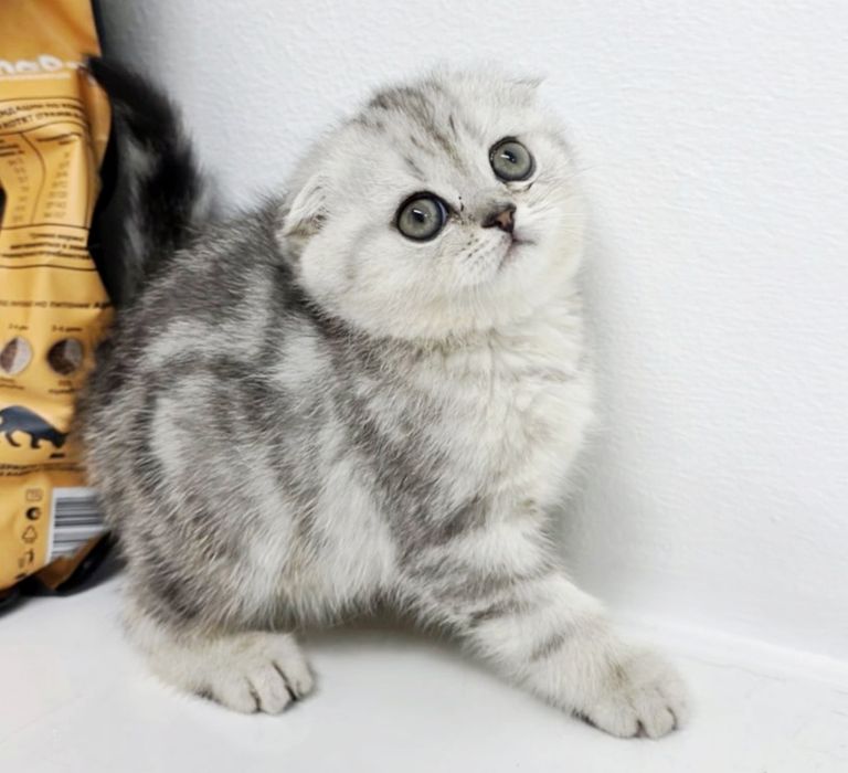 Мраморная  серебро КошЕчка