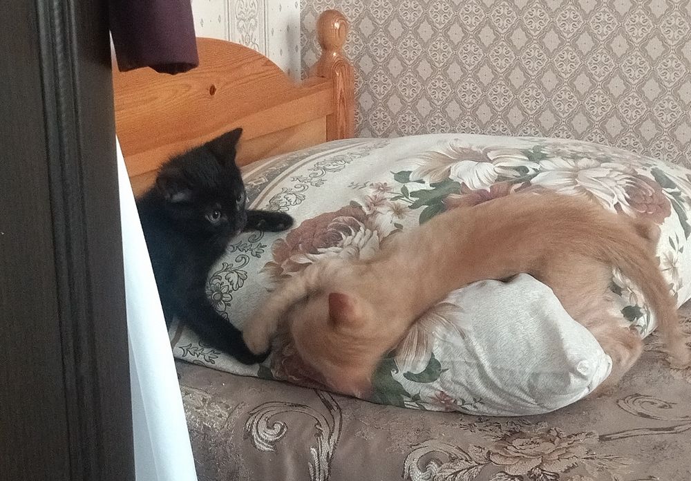 Котеночек 3 месяца