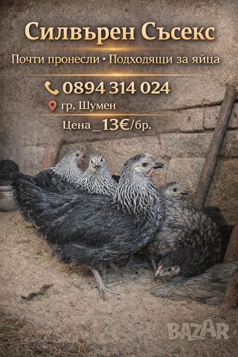 Продвам Млади Ярки на порода Силвърен Съсекс и Английски Съсекс!