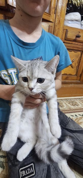 Британский котёнок

Красивый, здоровый и игривый котёнок.