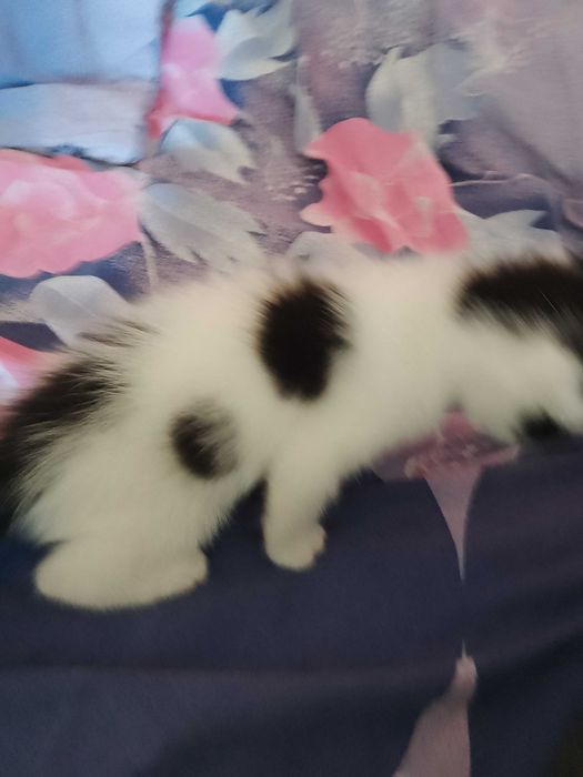 Подарявам малко котенце