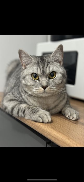 Кот в добрые руки