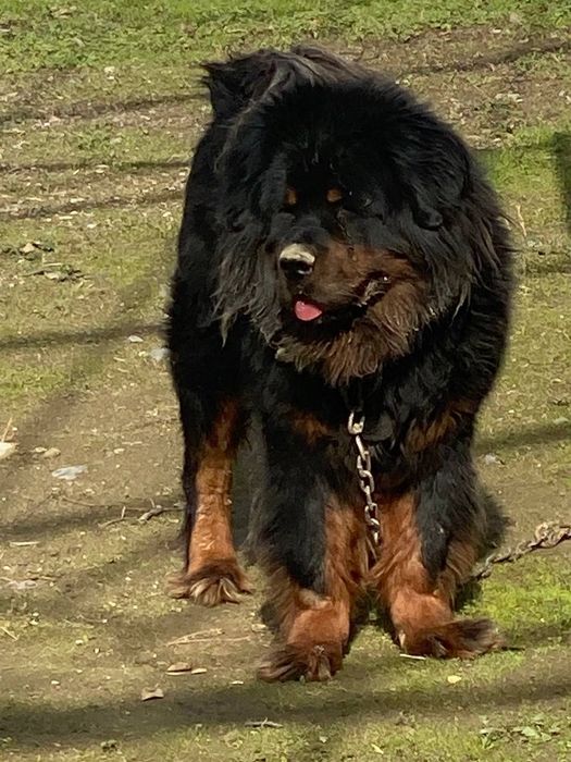 Тибетский  мастиф продается