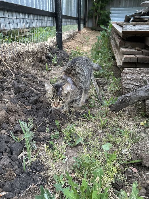 Котенок активный