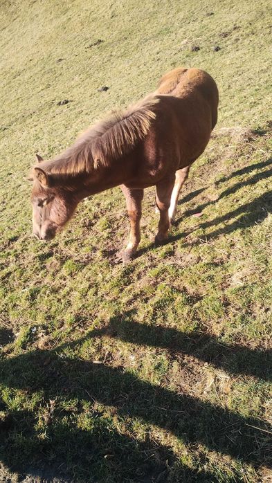 Vând mânz de 5 luni