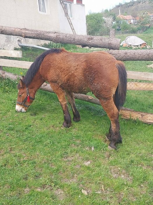 Vând mânz de 7 luni