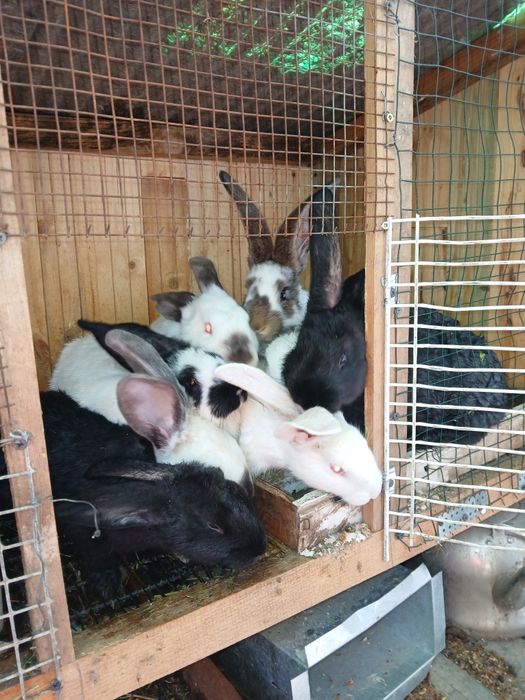 Қояандар сатылады