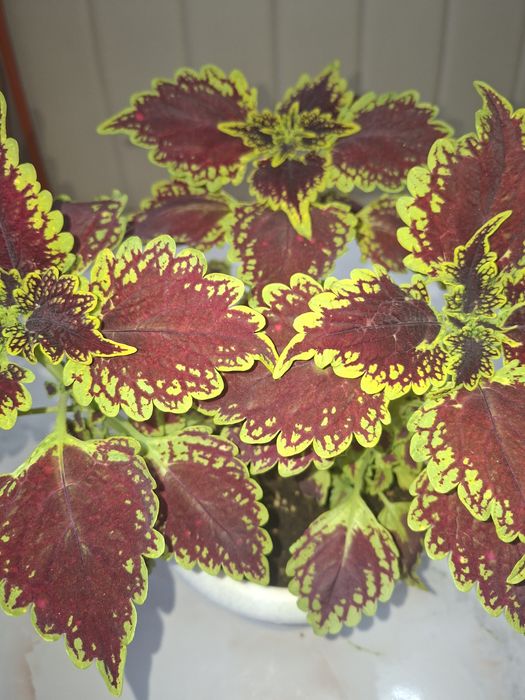 Комнатные цветы - Колеус