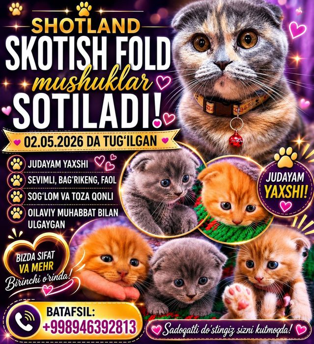 Продаются породистые котята срочно