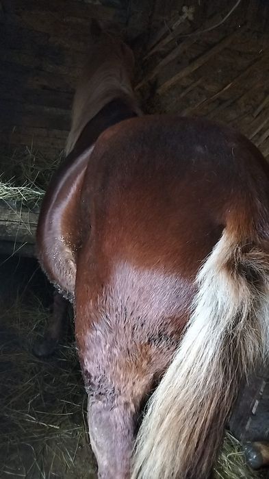 Vând armăsar de doi ani!!