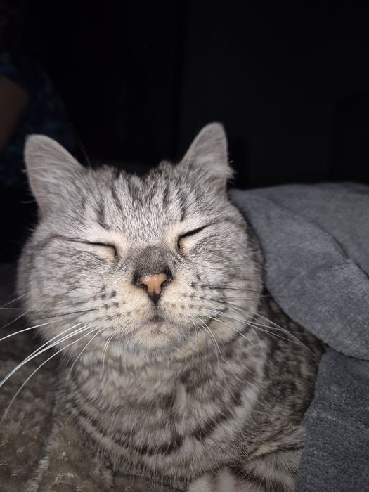 Пристраиваю кошечку