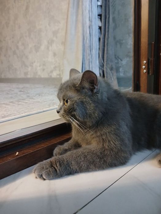 Британская кошка девушка