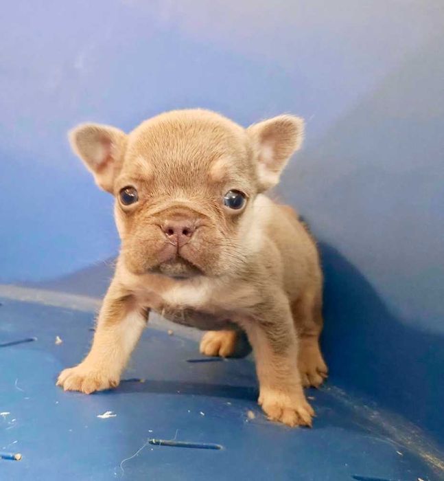 Френски булдог - мини new shade isabella tan