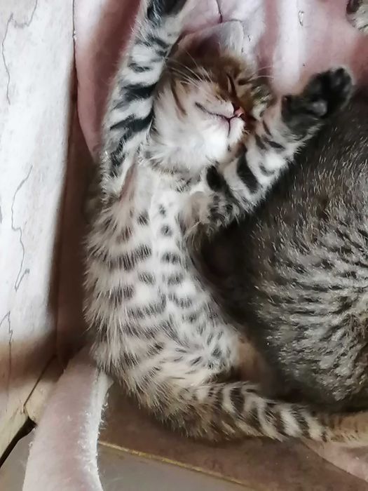 …ОБЫЧНЫЙ Котенок?