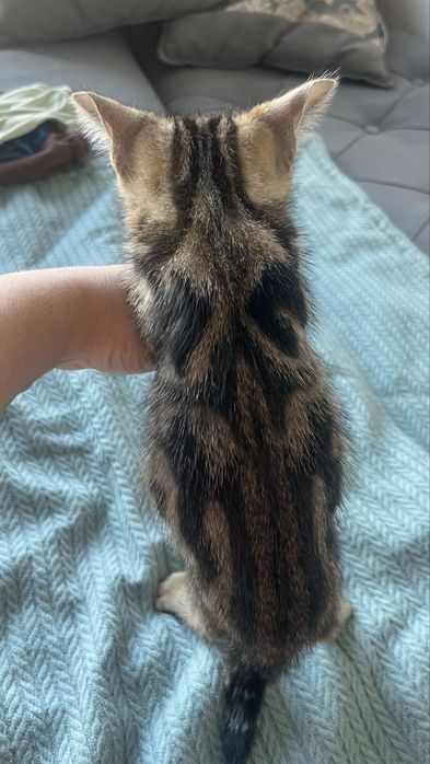Продам котят метисы скотиш страйт