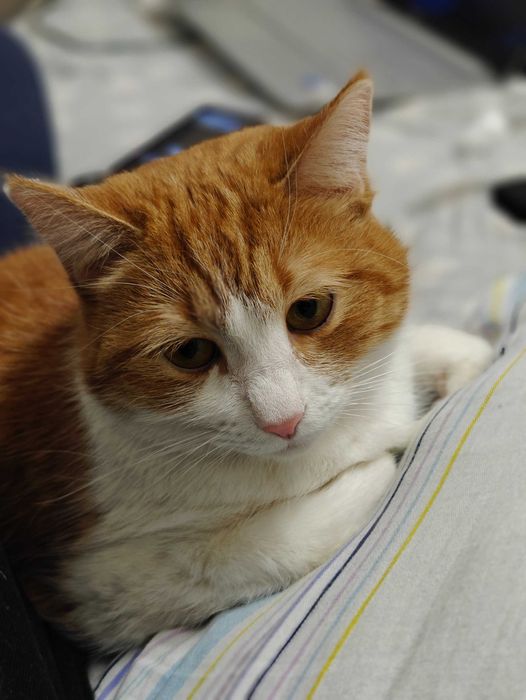 Отдам кошку в хорошие руки.