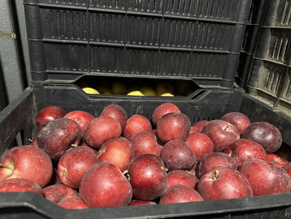 Продам яблоки «американка», местная.