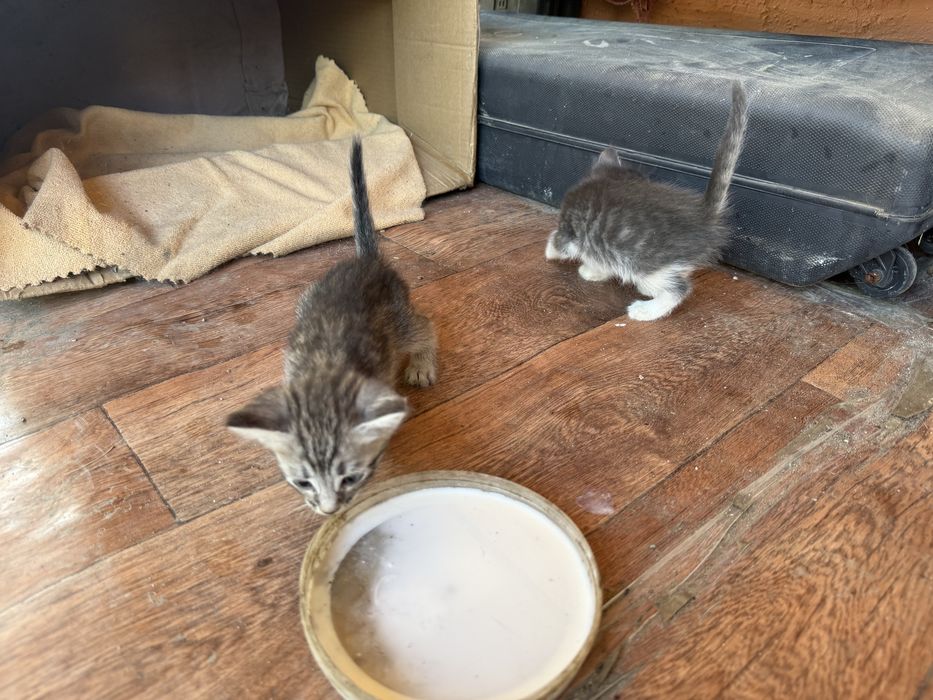 Отдам в добрые руки котят