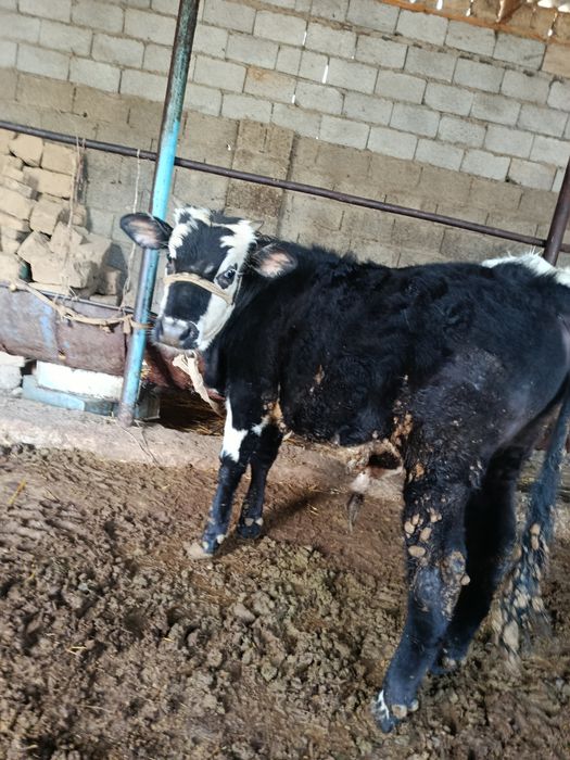 Еркек буқа сатылады