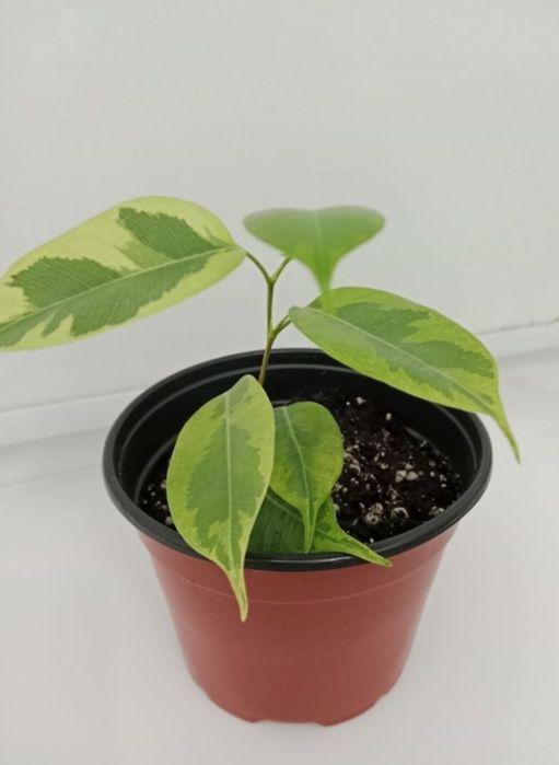 Комнатные растения разные