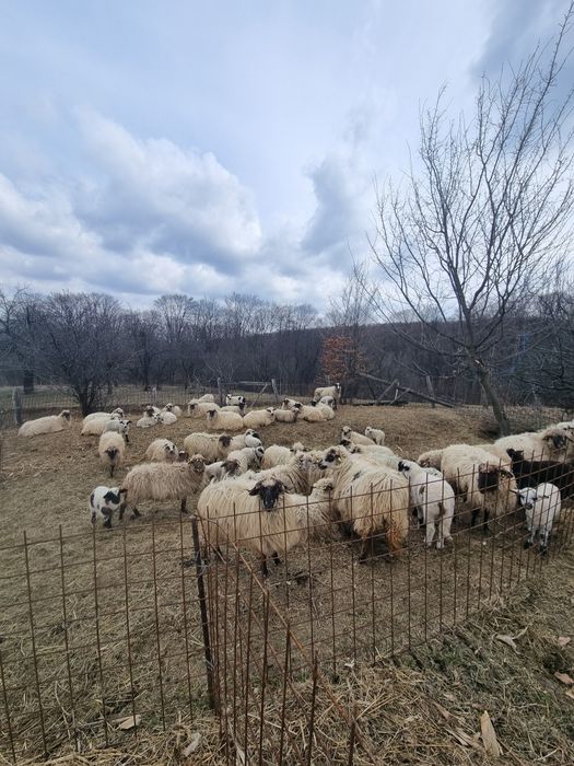 De vanzare oi cu mei