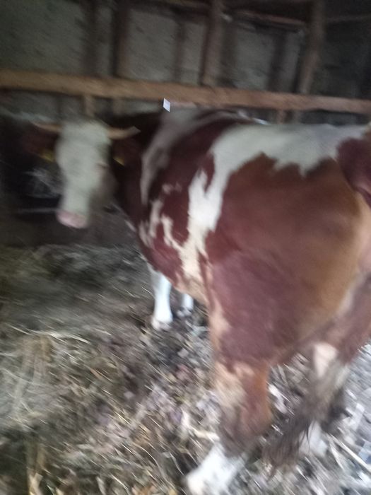 Vand vaca tanara gestanta în noua luni.