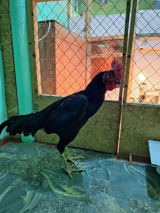 Продаже бойцовые  пара