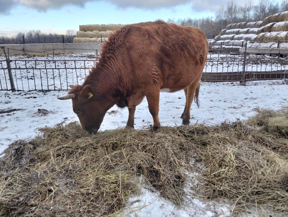 Продам телку на мясо.