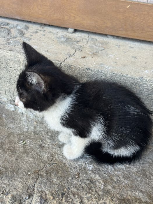 8 котят ищут новый дом!
