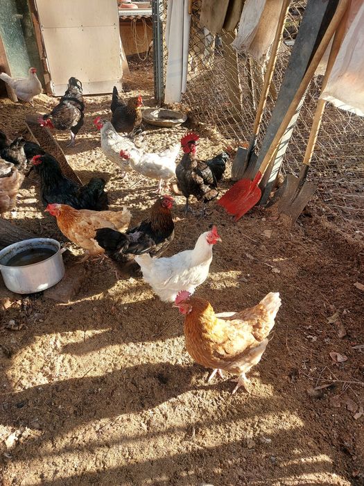 Икубационные яйца