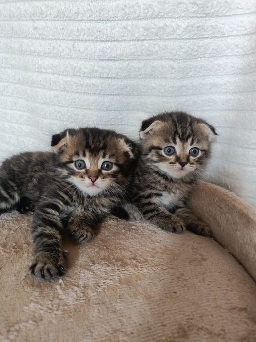 Продам чистокровных вислоухих котят шотландцев