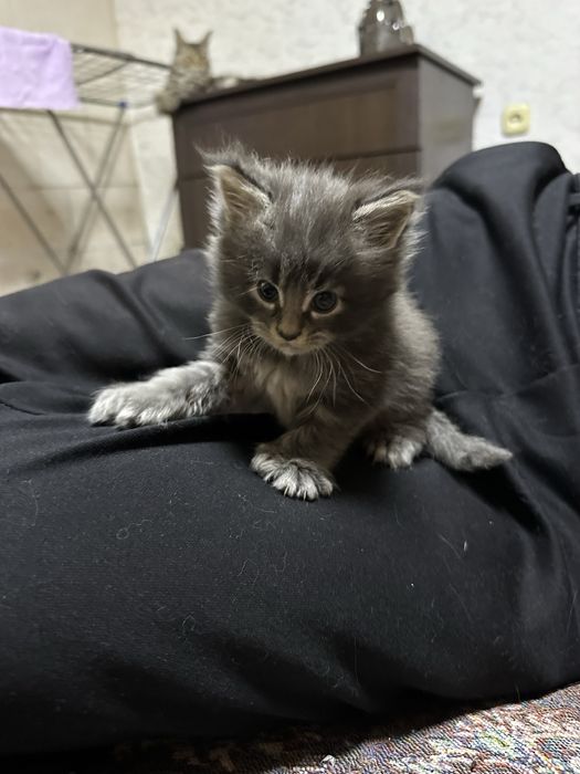 Котята Мейнкуны полидакты!