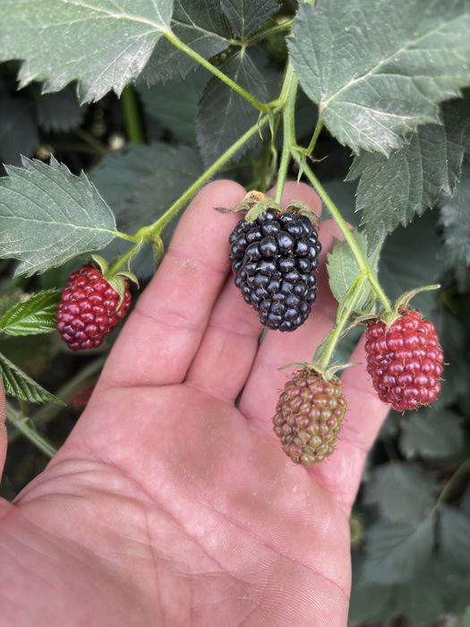 Елитен разсад малини и къпини.