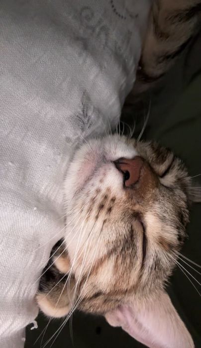 Търси се любящ дом за гальовна котка Зевс