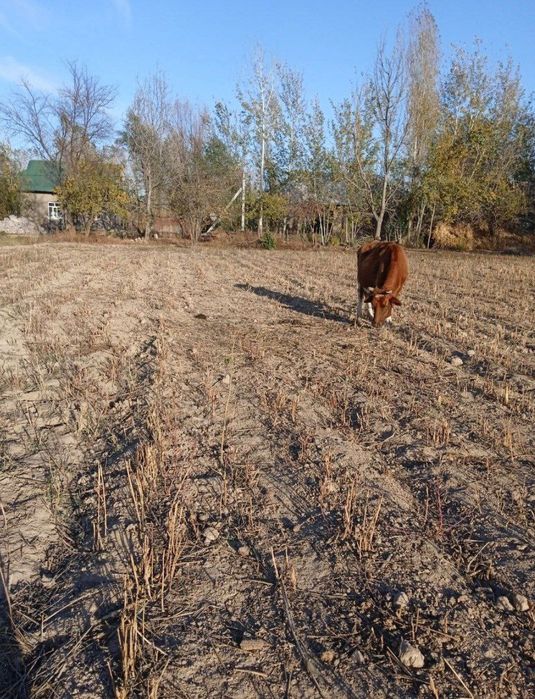 Jizzax viloyati, Zafarobod tumani 29-savxoz Birlik QFY da joylashgan.