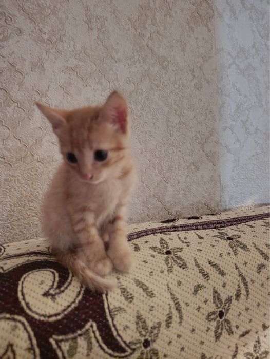 отдам котят в хорошие руки