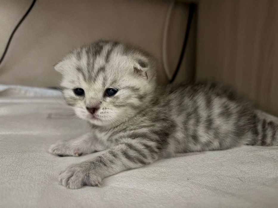 Открыта бронь на котят скоттиш