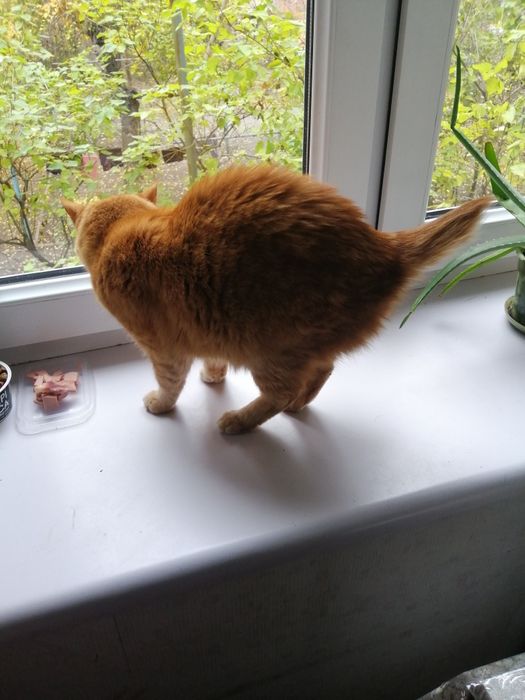 Отдам кошек и котов