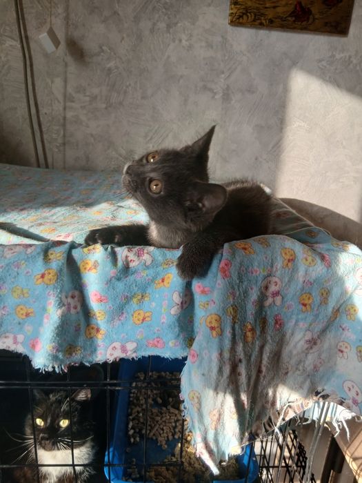 Веселый мальчуган дарю