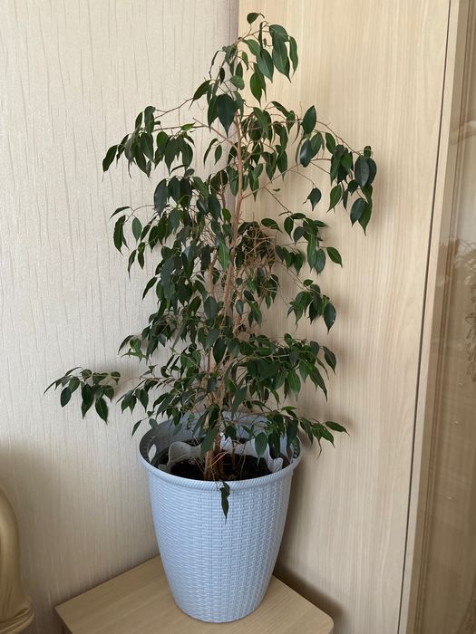 Продам фикус бенджамина.