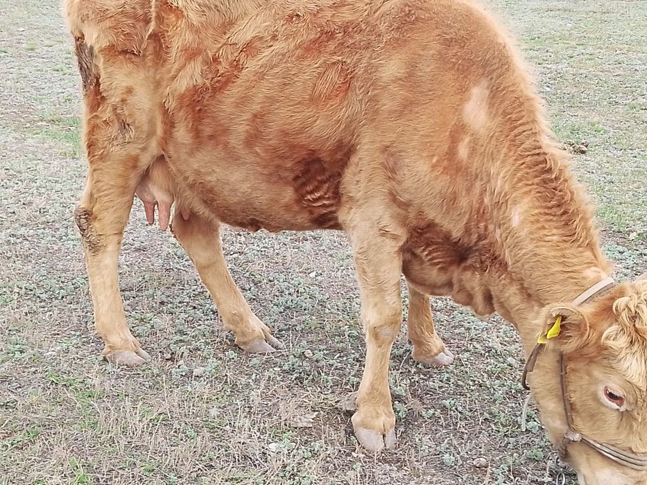 Үш бас бұзаулы сиыр сатылады.  бұзау