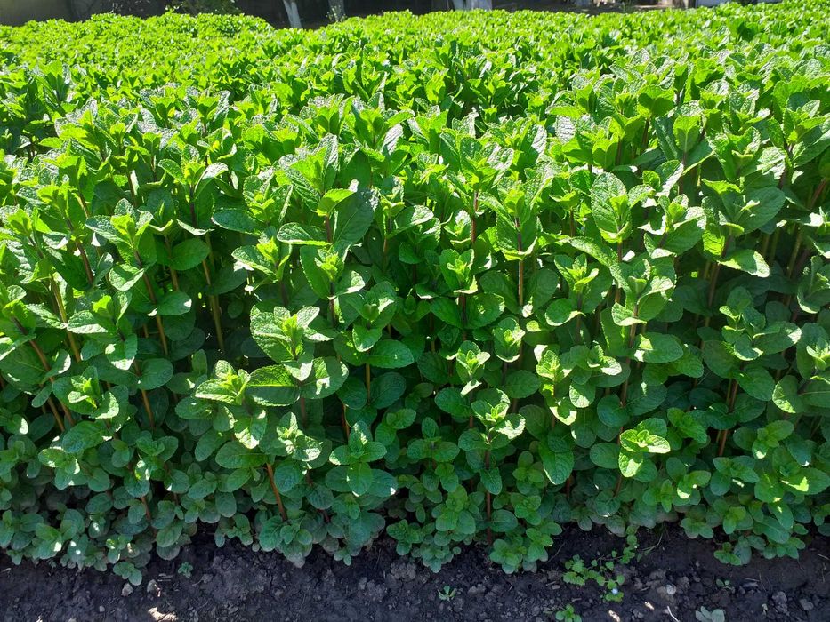 Menta olandeza fresh.