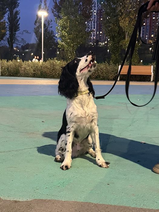 Русский охотничий спаниель