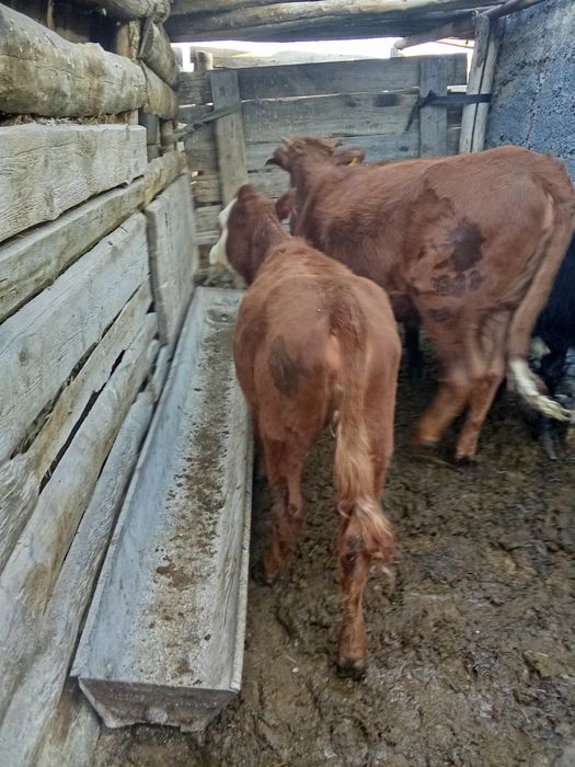 Продам 2 головы тёлки и один бычок