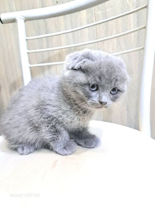 Котята, породистые.