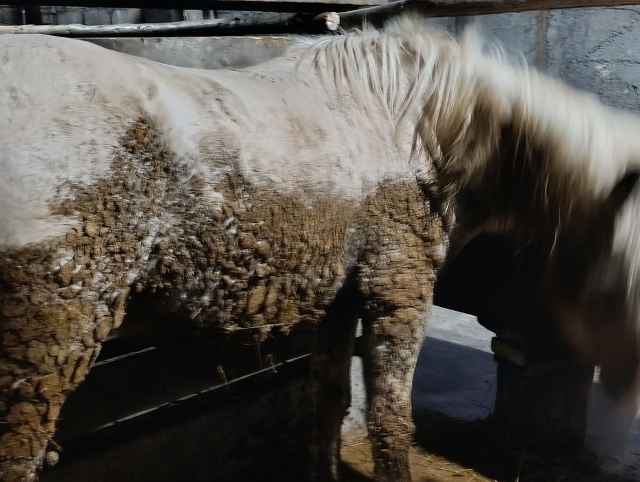 Байтал кунан тайлар  сатылады.