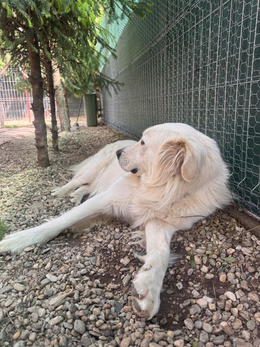 Spre adopție, catel talie mare, varsta 3 ani foarte cuminte si jucaus