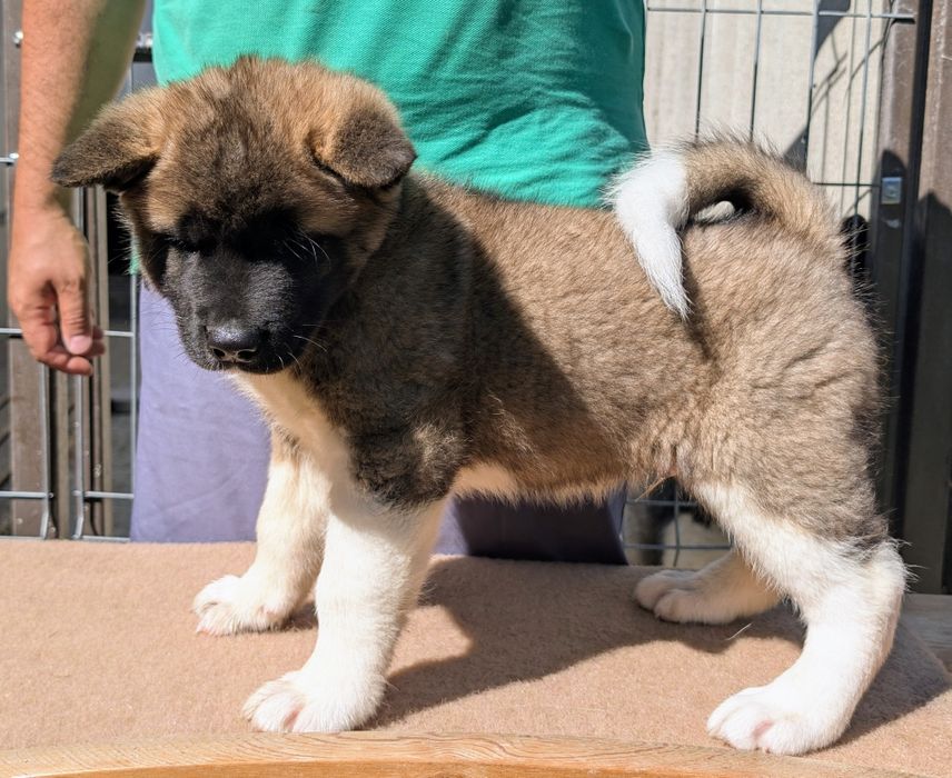 Mascul Akita American din canisa