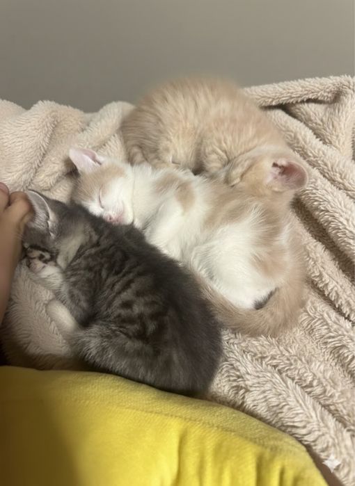 Котята 2 месяца