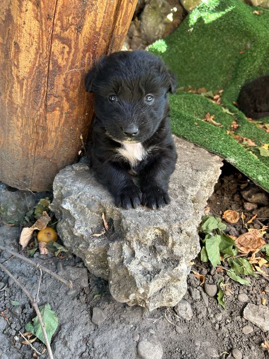 Căței spre adopție